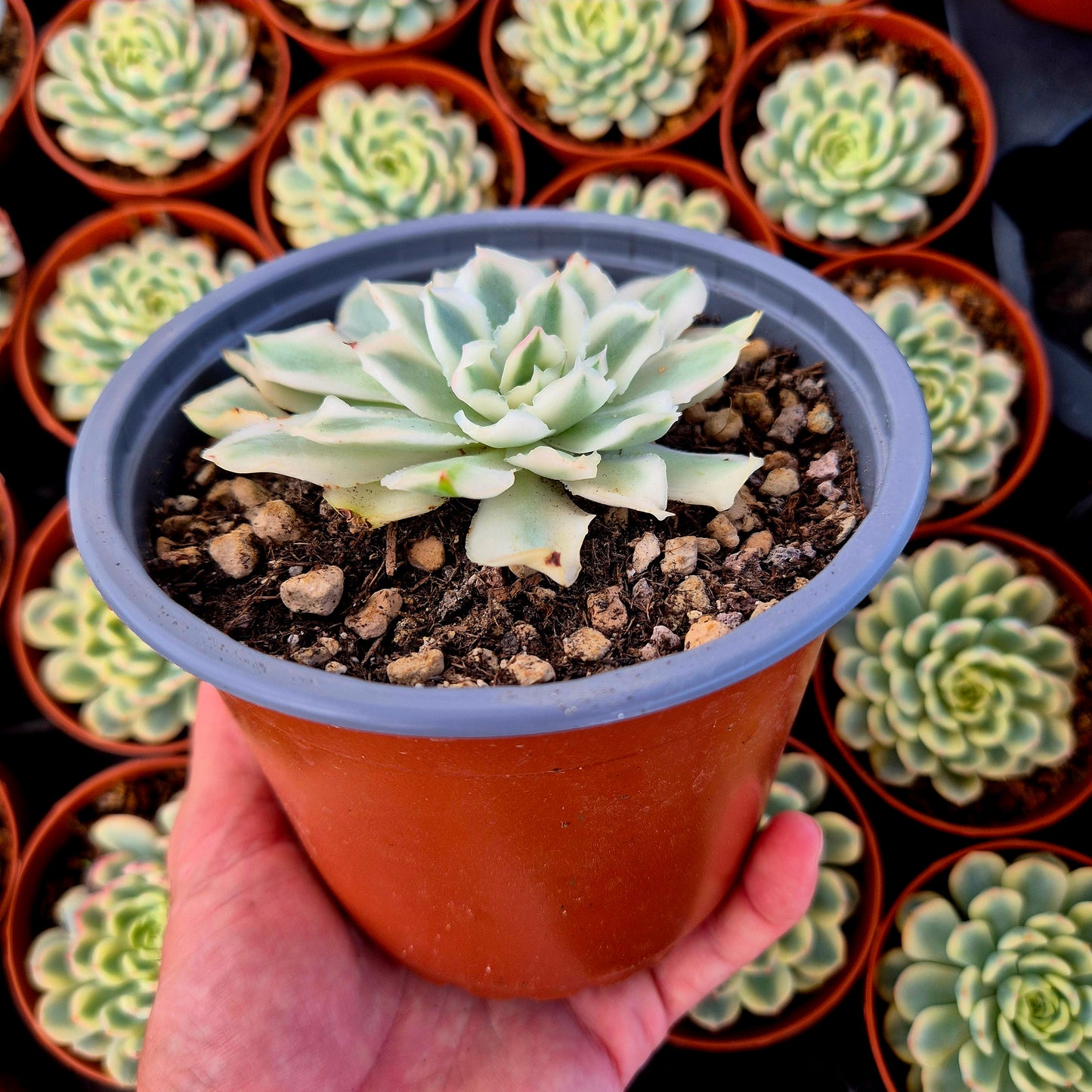 Echeveria "Purple Butterfly" variegada