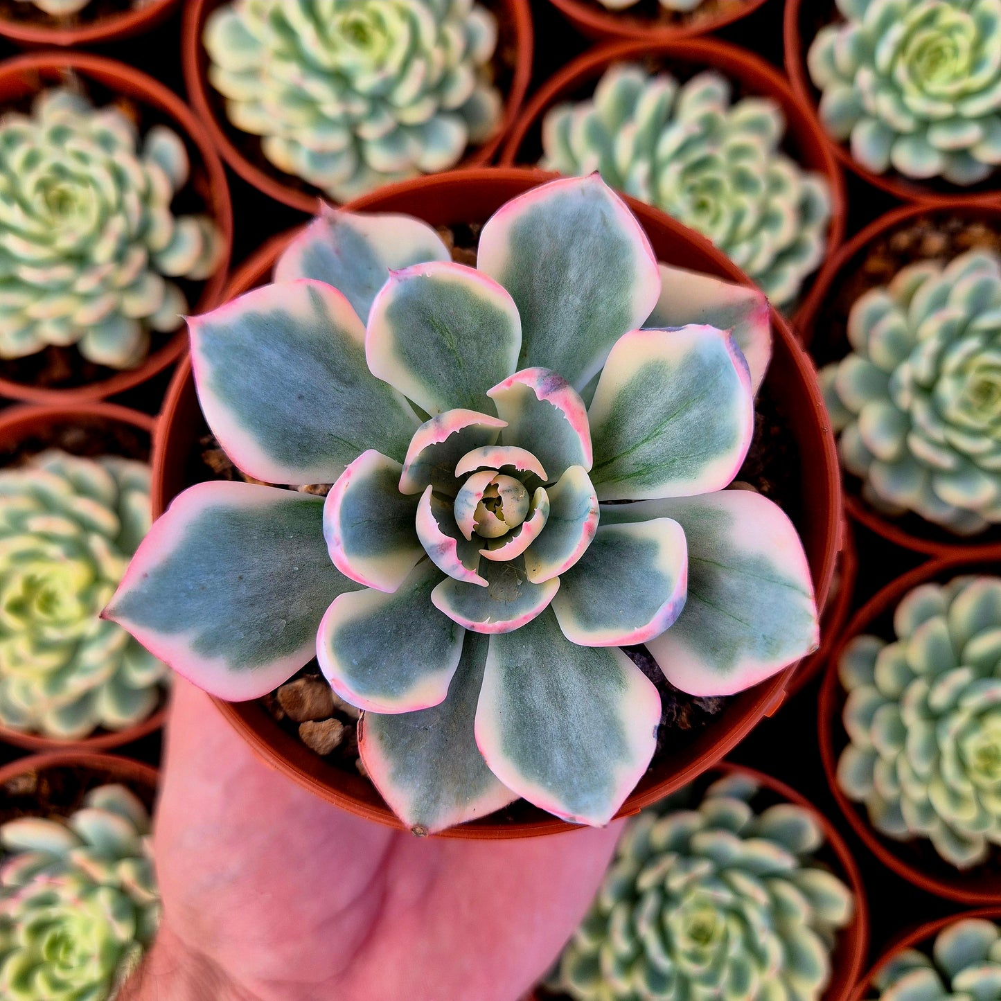 Echeveria "Amistar" variegada