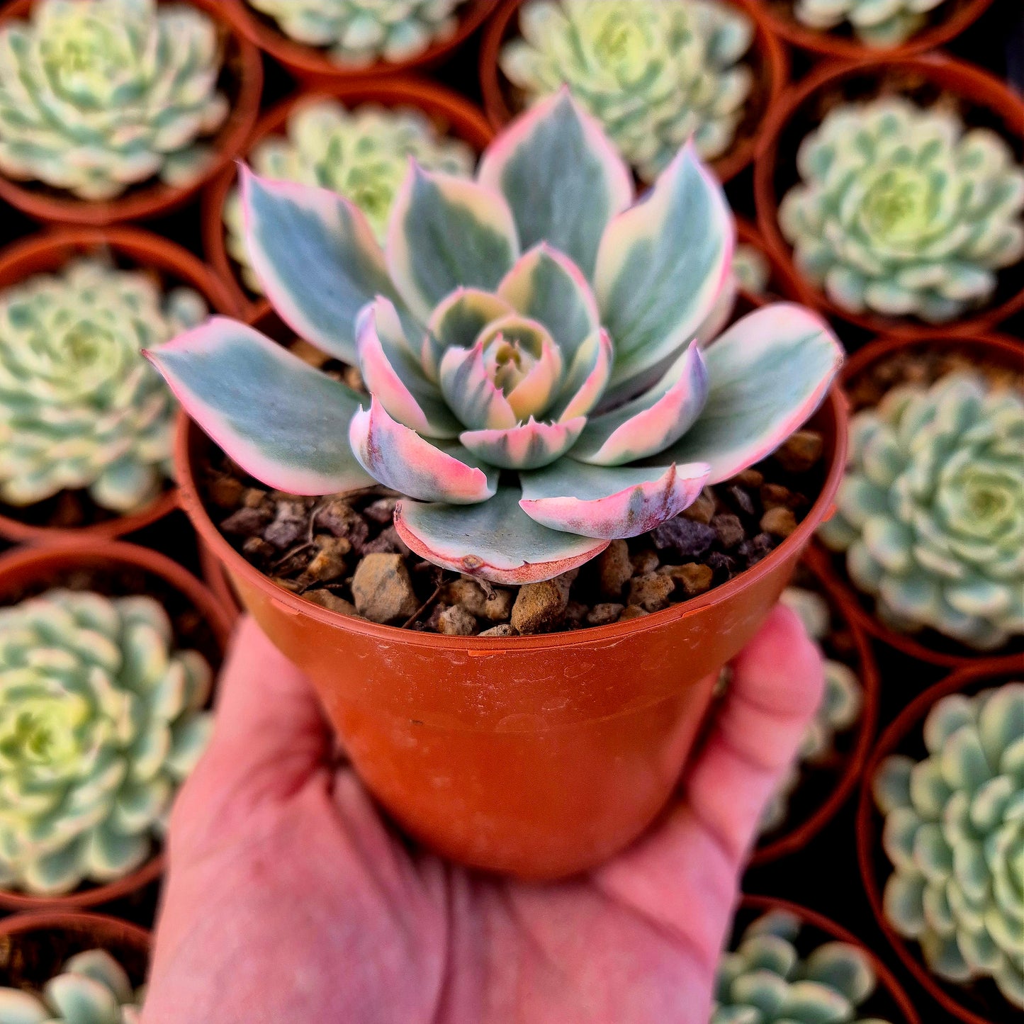 Echeveria "Amistar" variegada