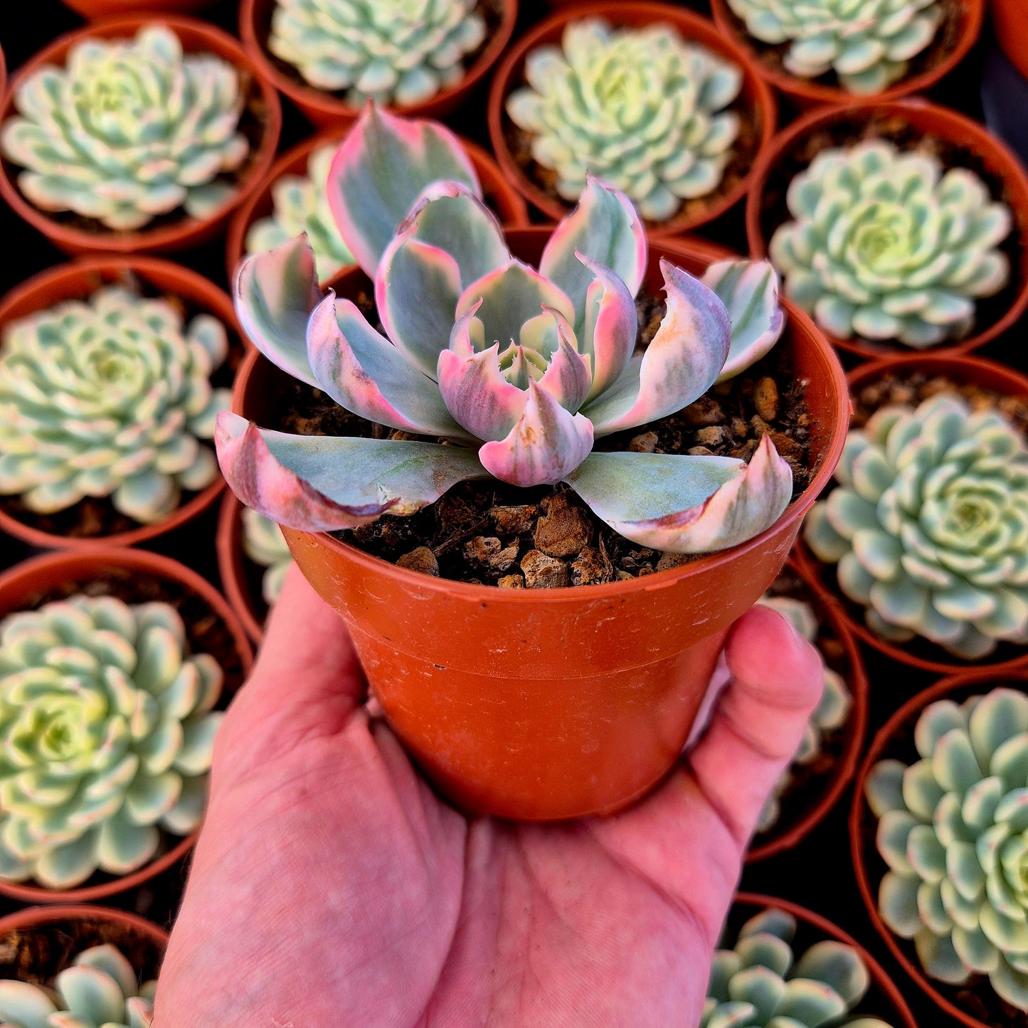 Echeveria "Amistar" variegada