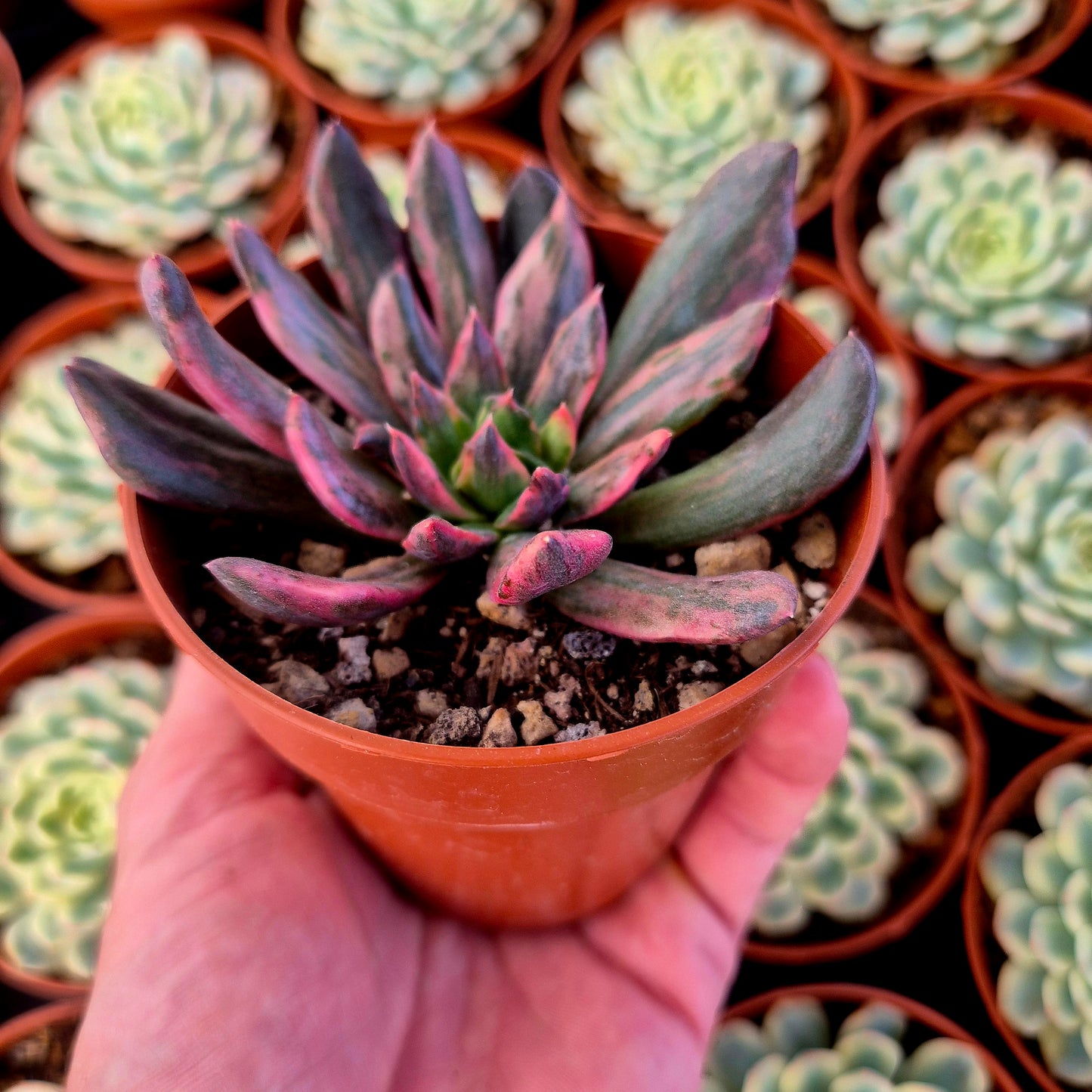 Echeveria "Red Prince" variegada