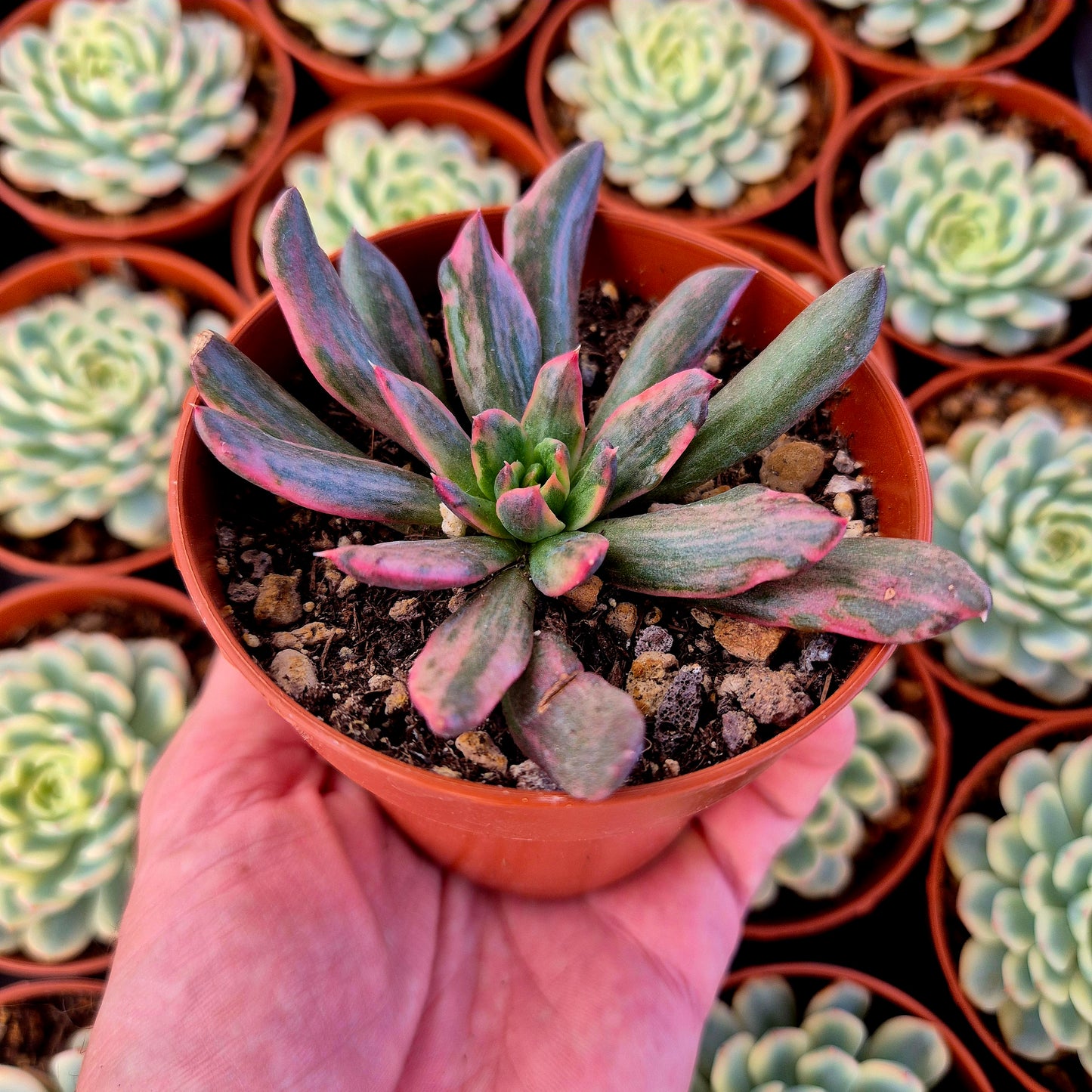Echeveria "Red Prince" variegada