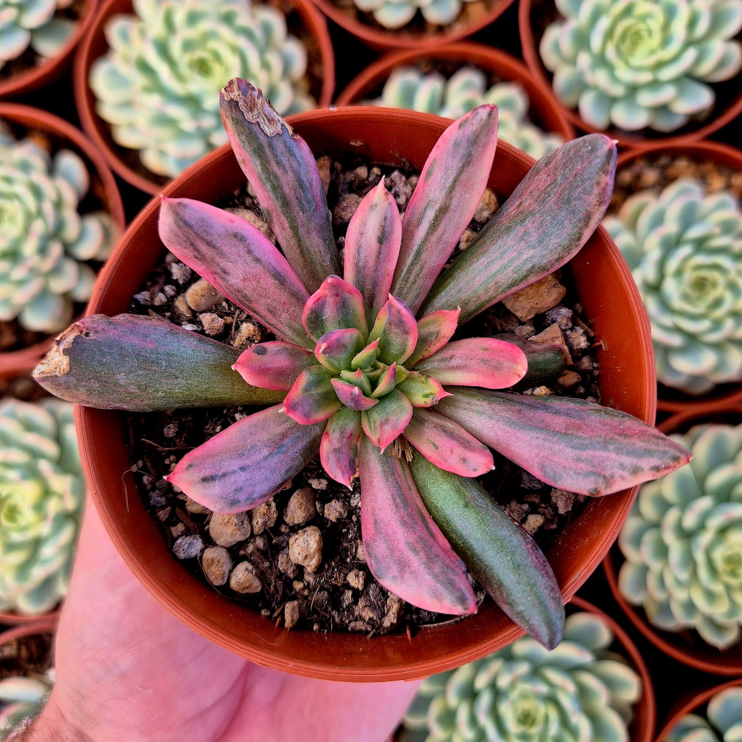 Echeveria "Red Prince" variegada