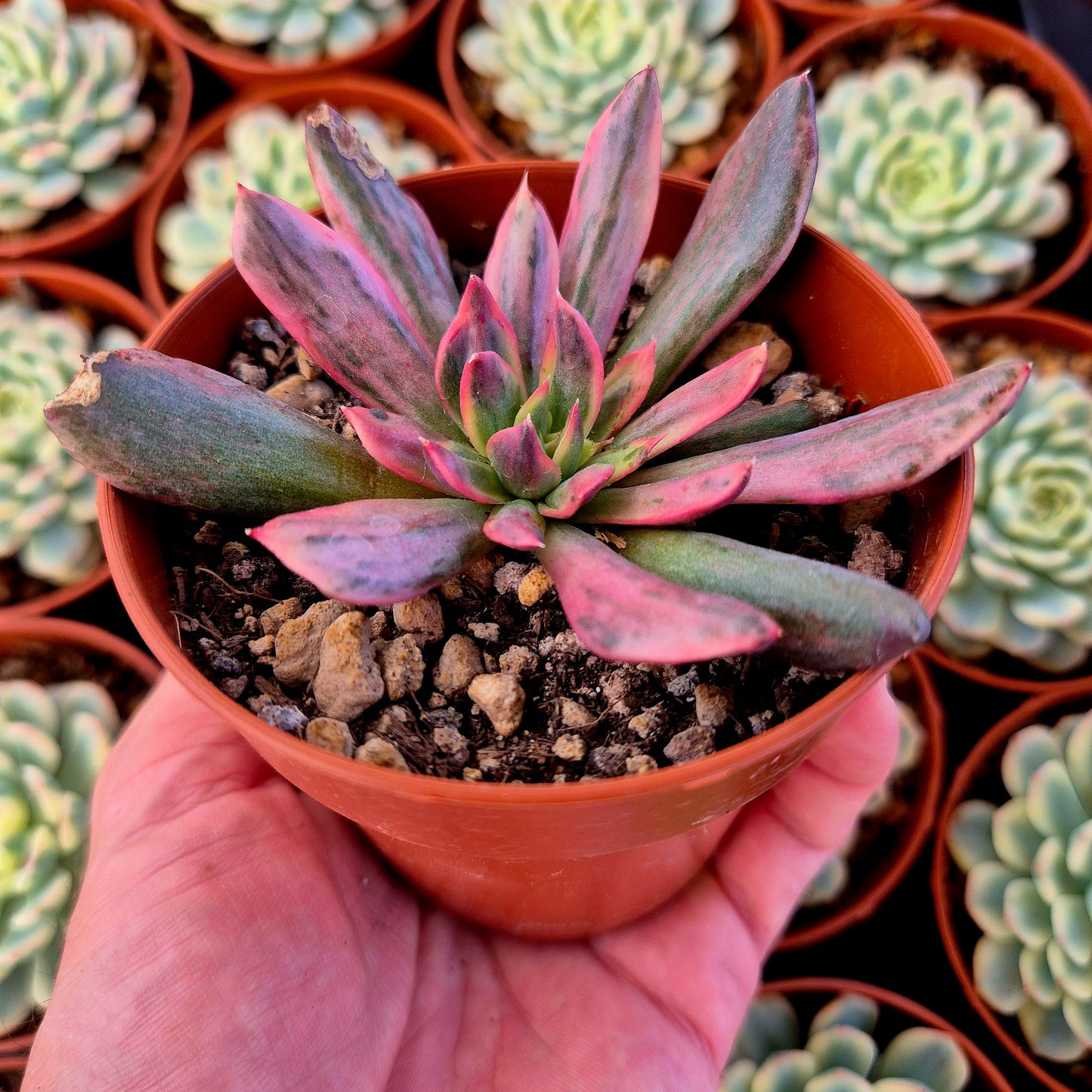 Echeveria "Red Prince" variegada