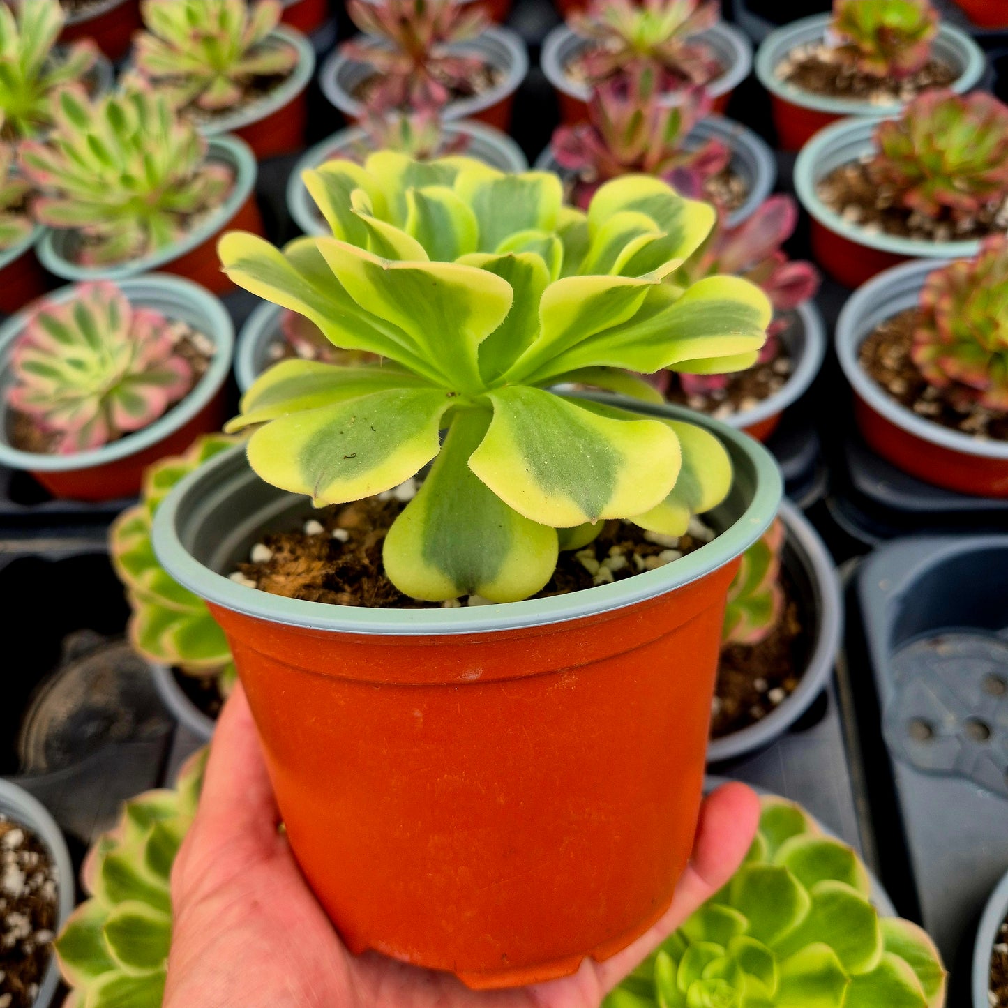 Aeonium "Mung Bean Paste" variegato
