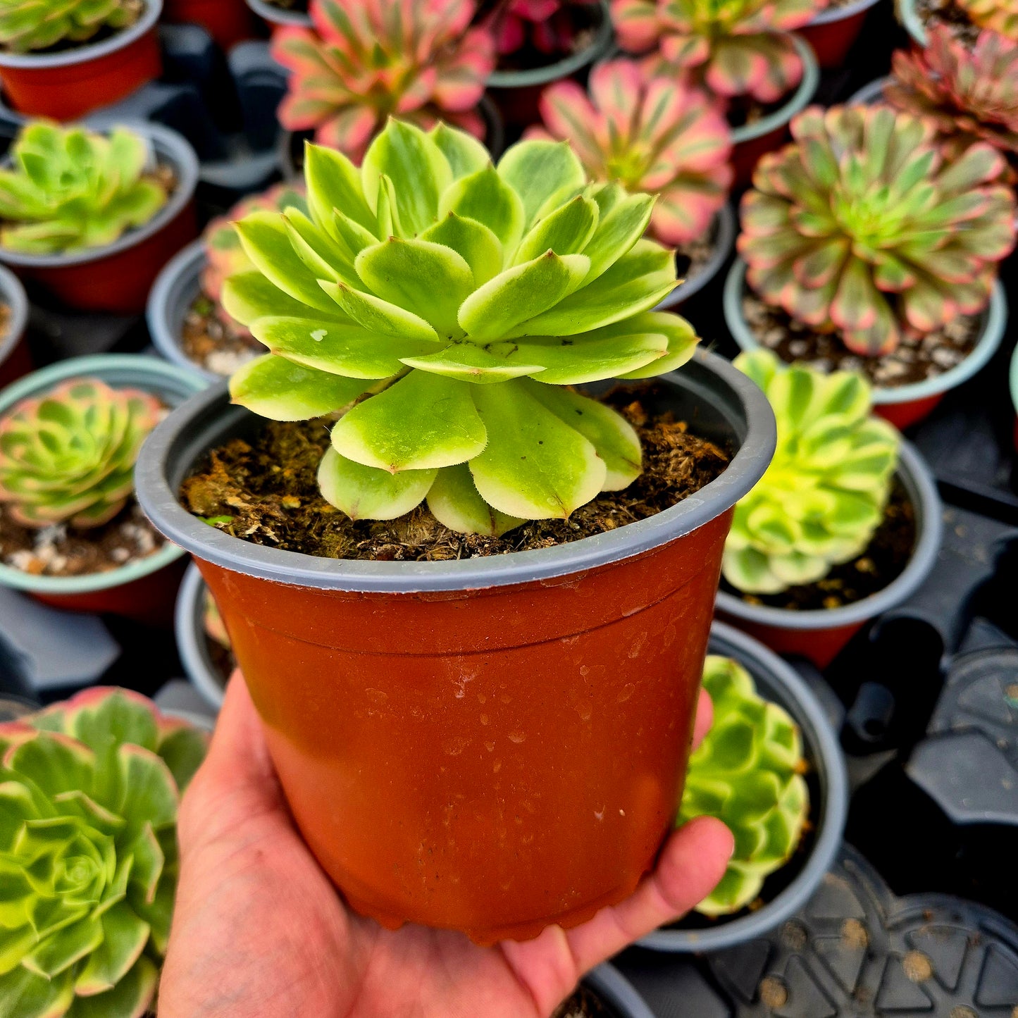 Aeonium "White Qingcheng" variegato