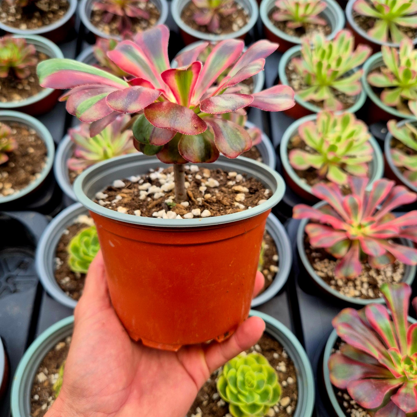 Aeonium "Pink Chanel" variegato