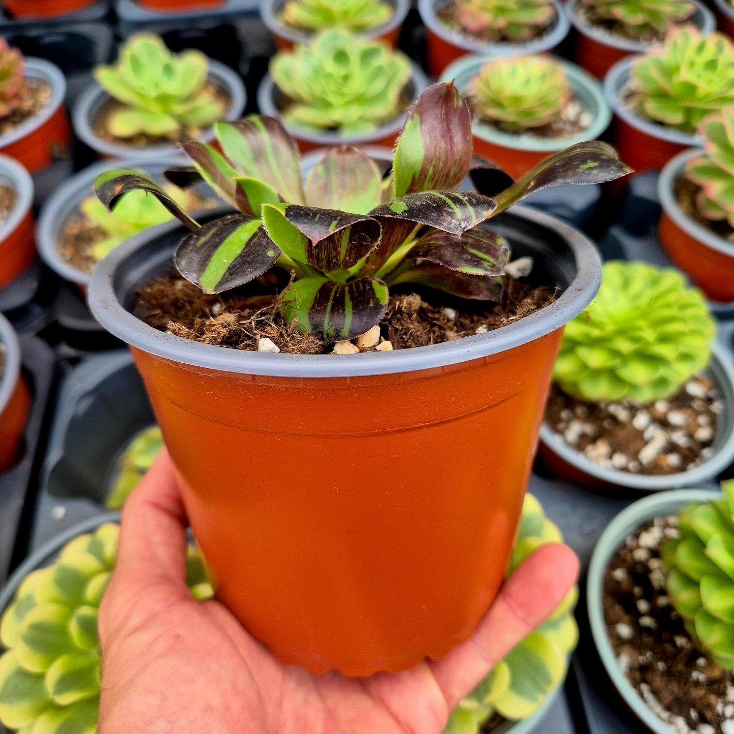 Aeonium "Voodoo Big Bang" variegato