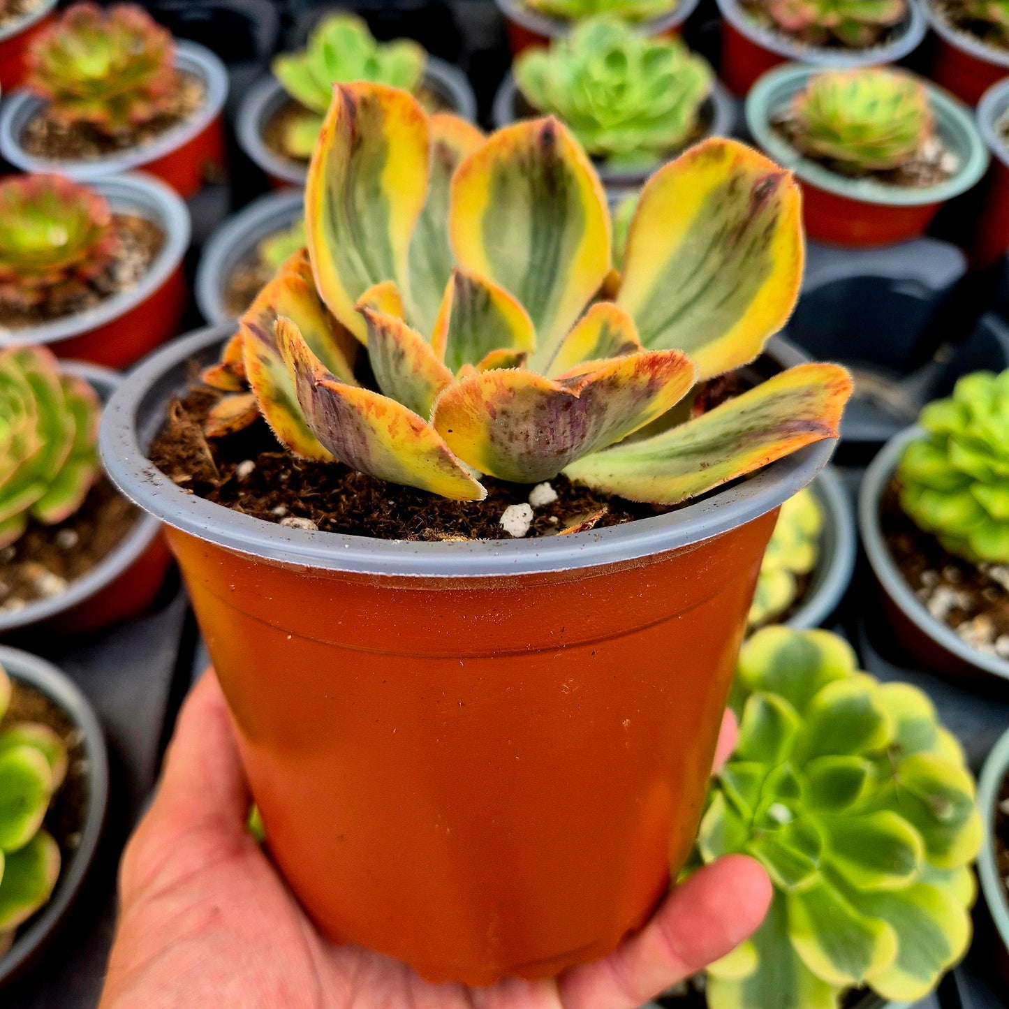 Aeonium « Marnier L'Apostolle » panaché