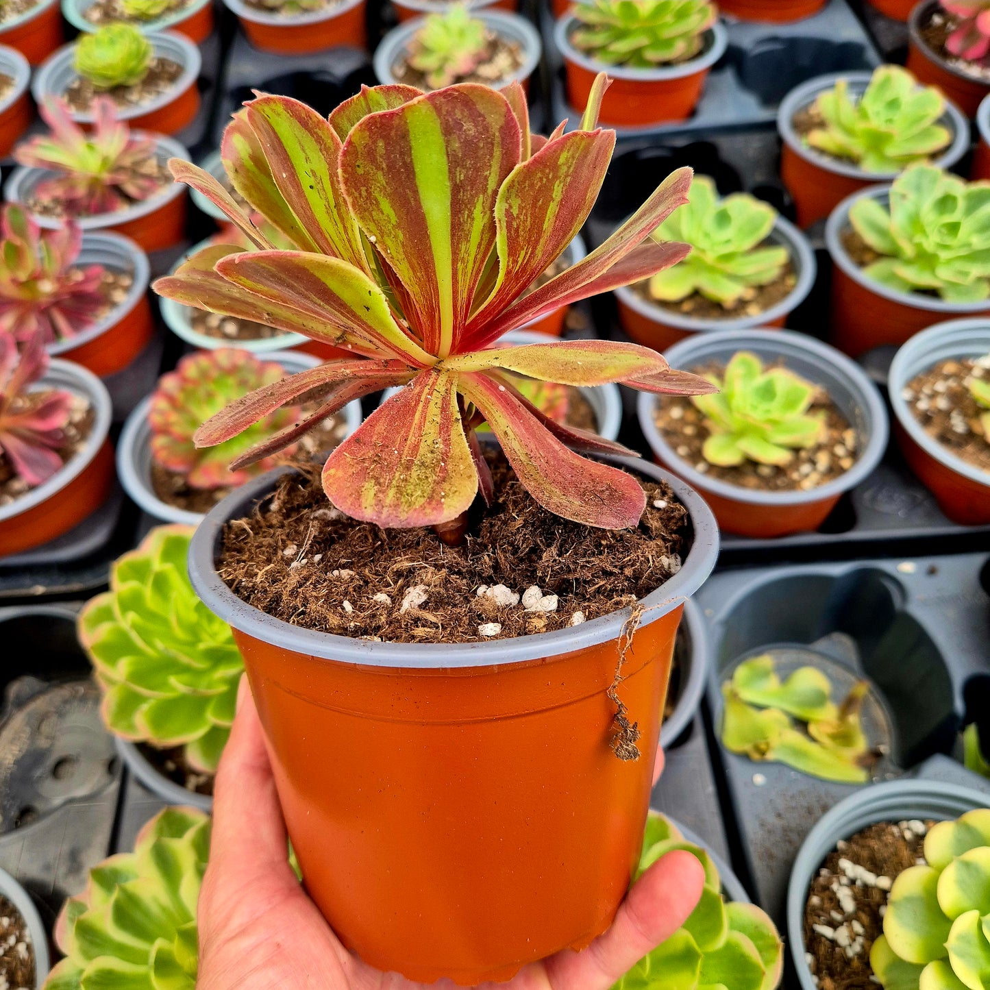Aeonium variegato "Aurora"