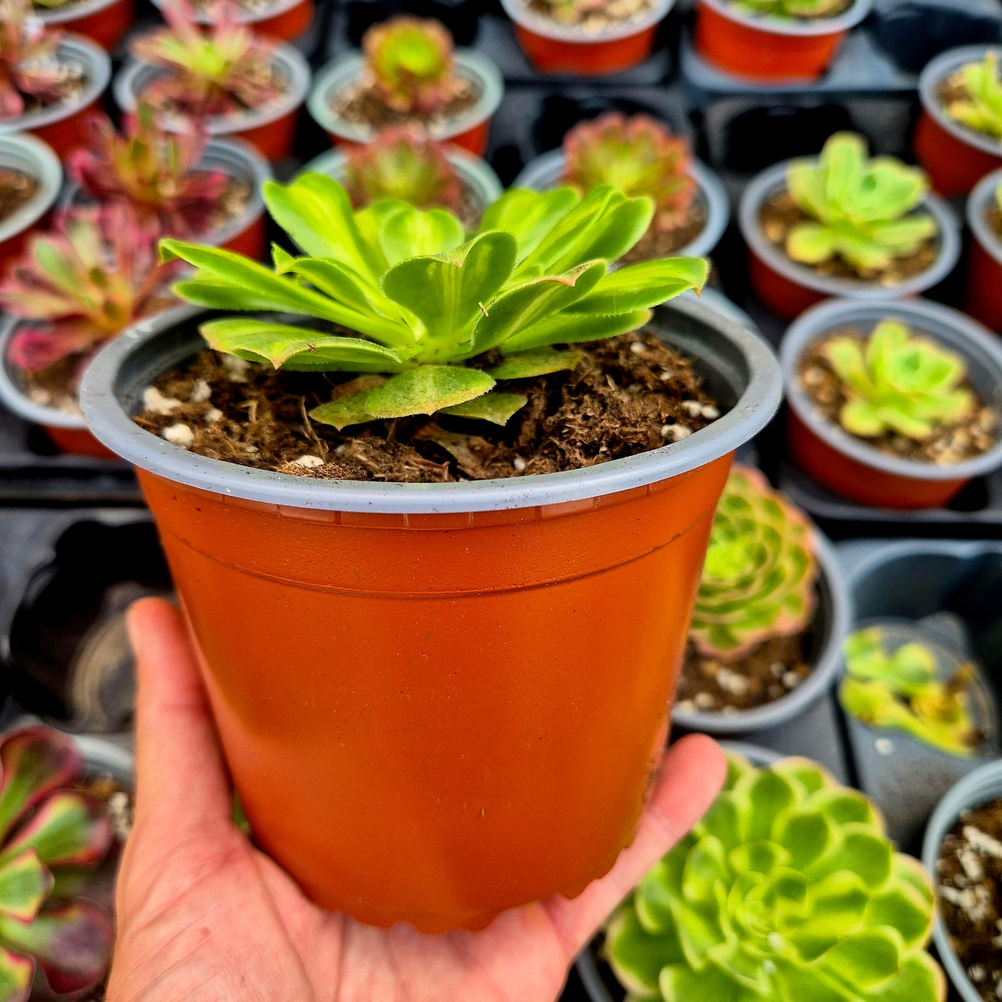 Aeonium "Glaze" variegato