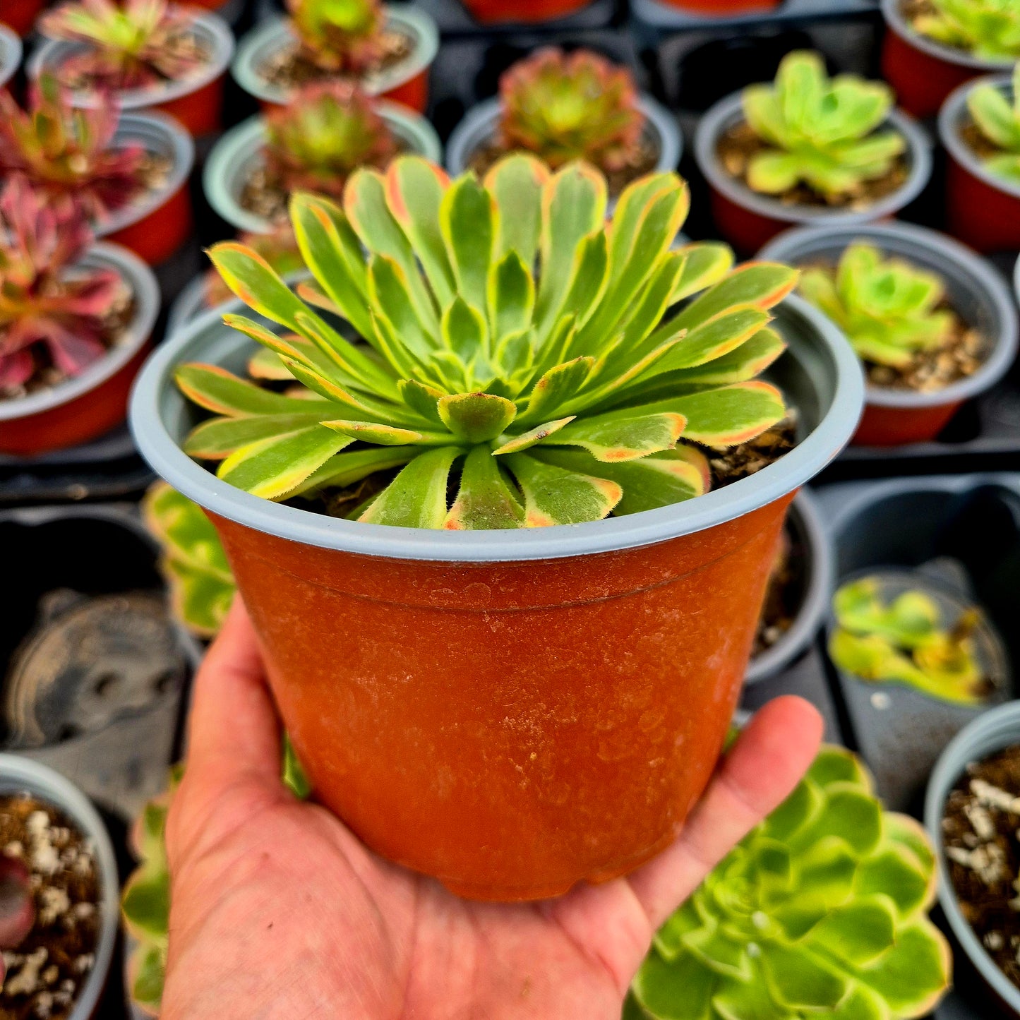 Aeonium « Fiesta Big Bang » panaché