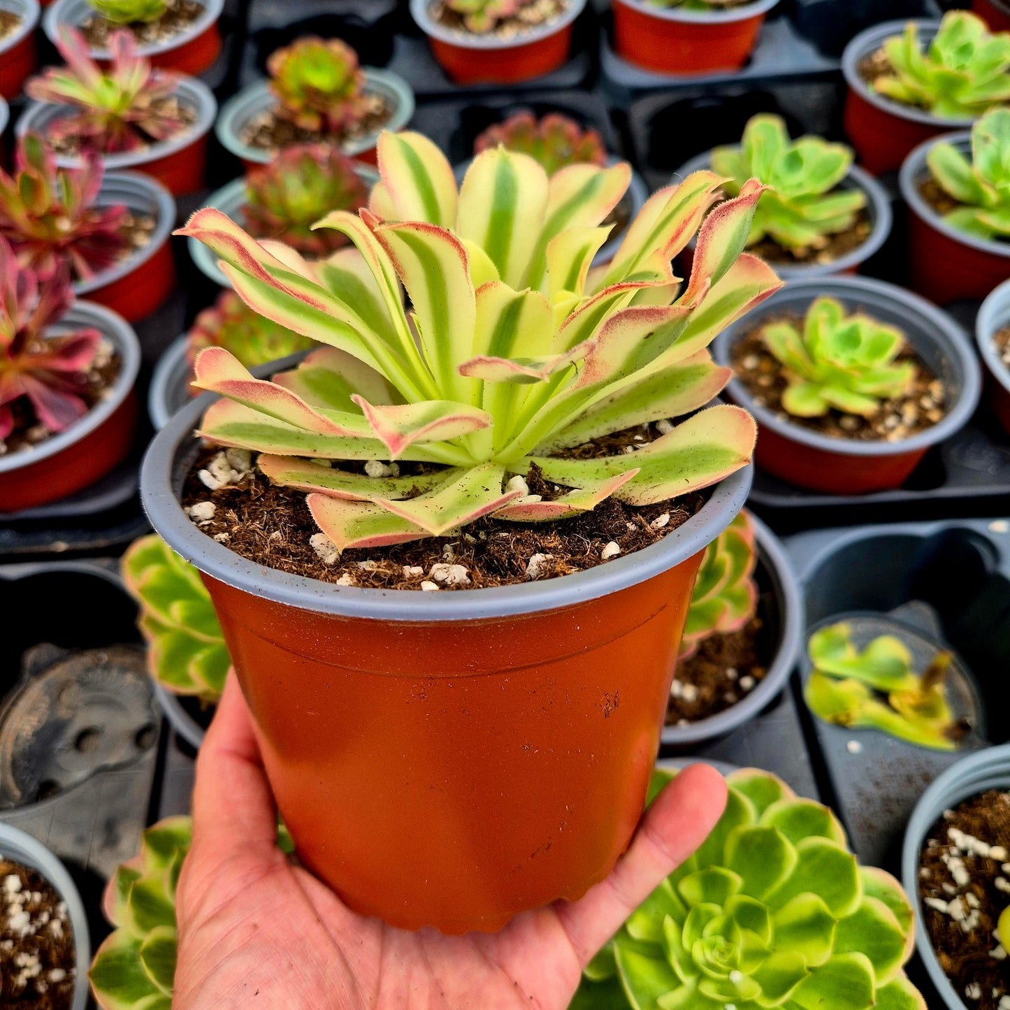 Aeonium "Rivestones" variegato