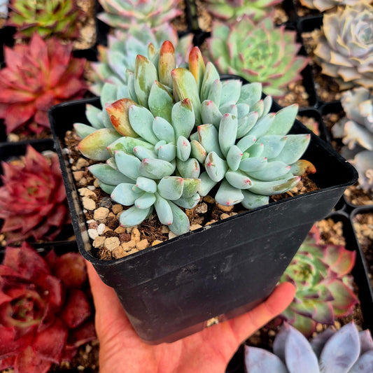 Pachyveria "Convor"