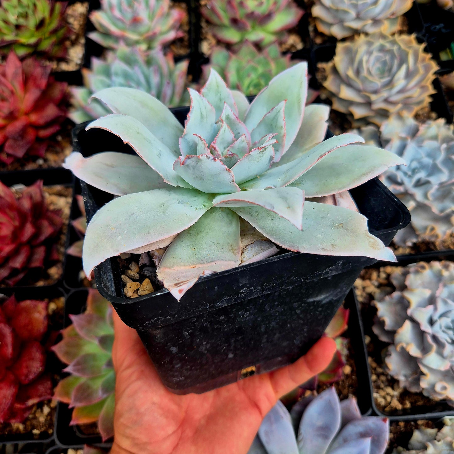 Echeveria cante