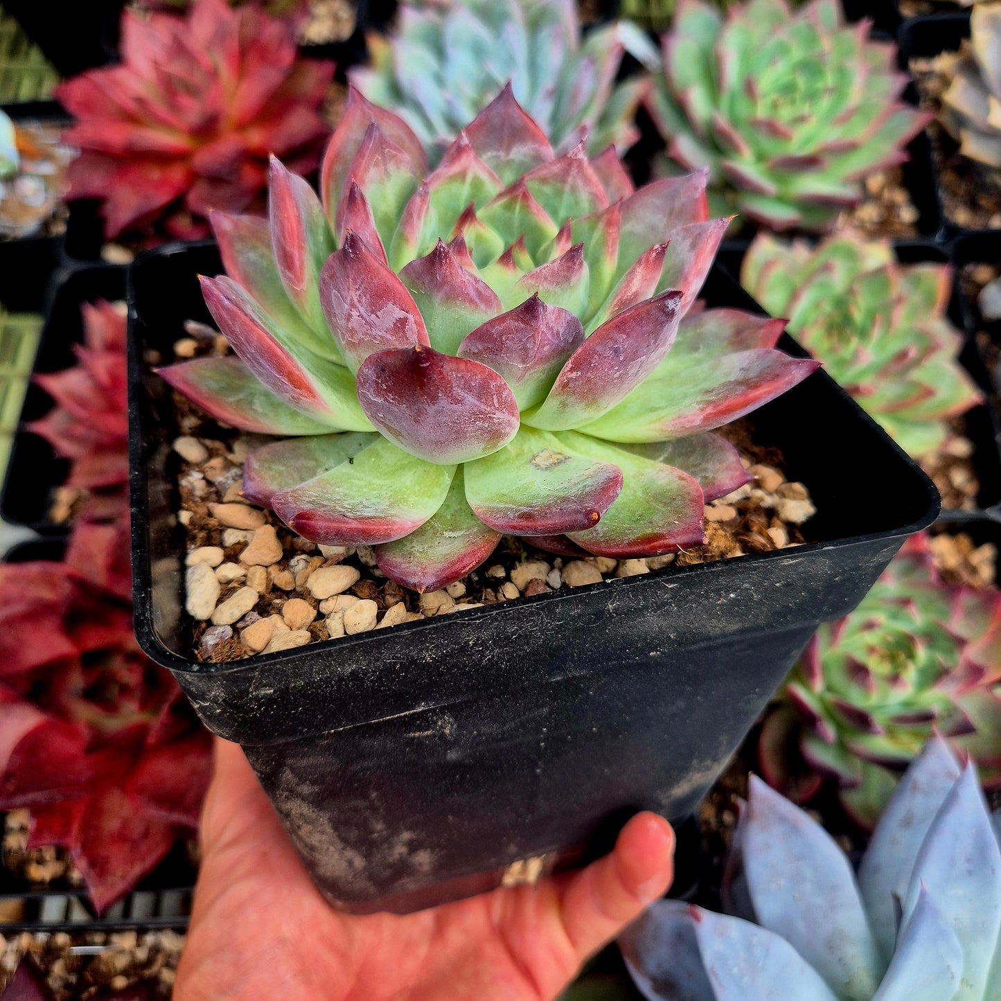 Echeveria colorata "La Auténtica"