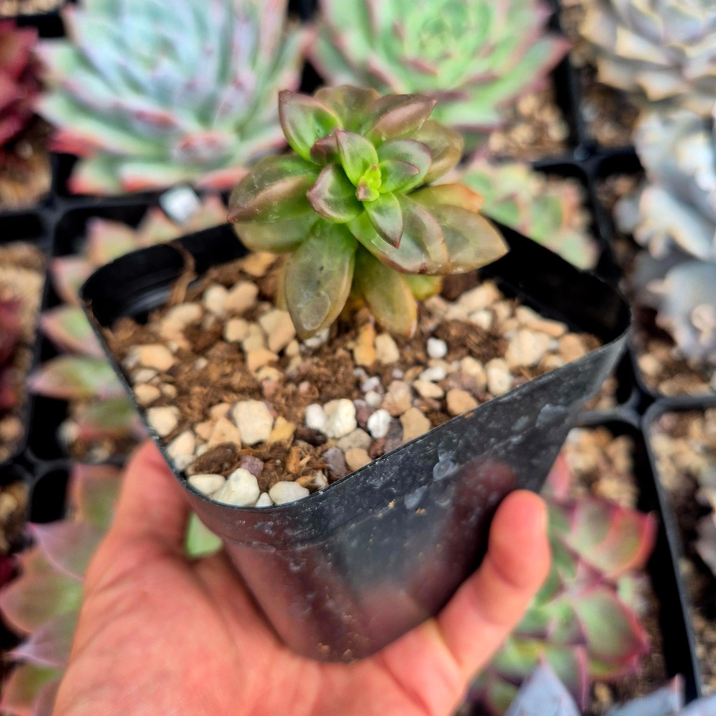 Echeveria compressicaulis
