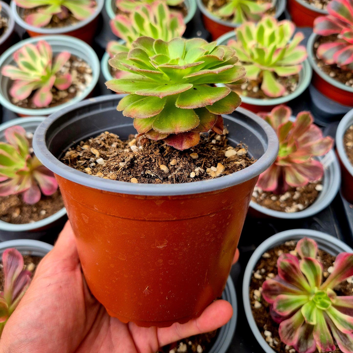 Aeonium "Nettuno Colorato" variegato