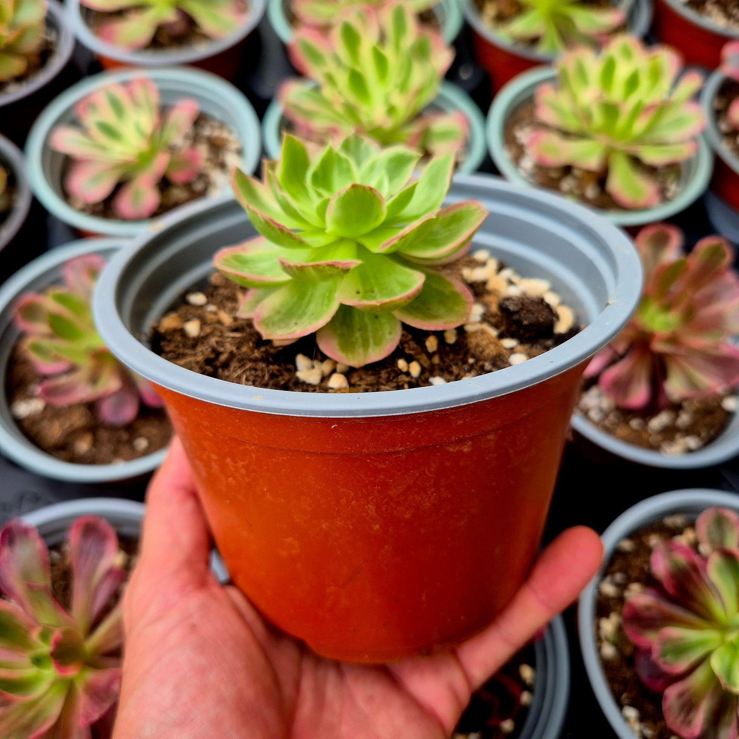 Aeonium "Amore nella città caduta" variegato