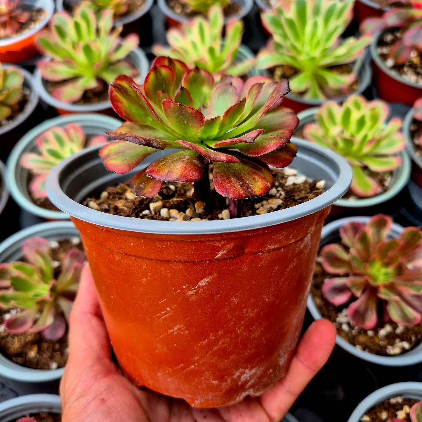 Aeonium "Pink Maggie" variegato