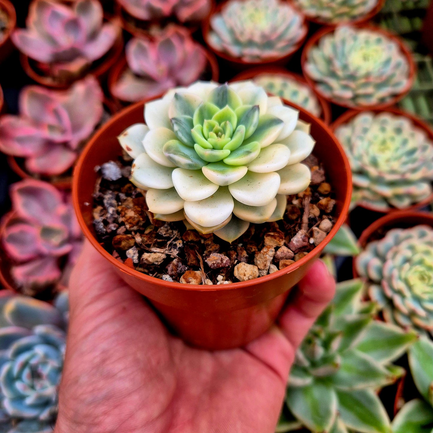 Graptoveria variegata "Campanellino"