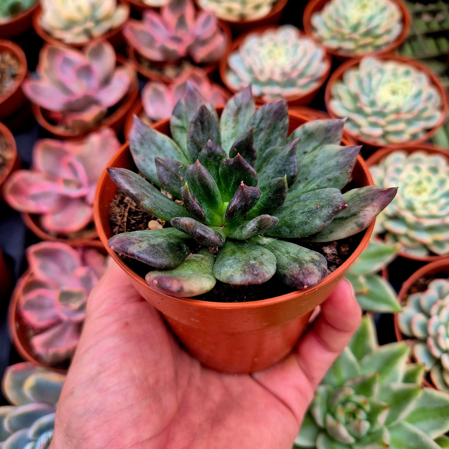 Echeveria "Army Prince" variegata