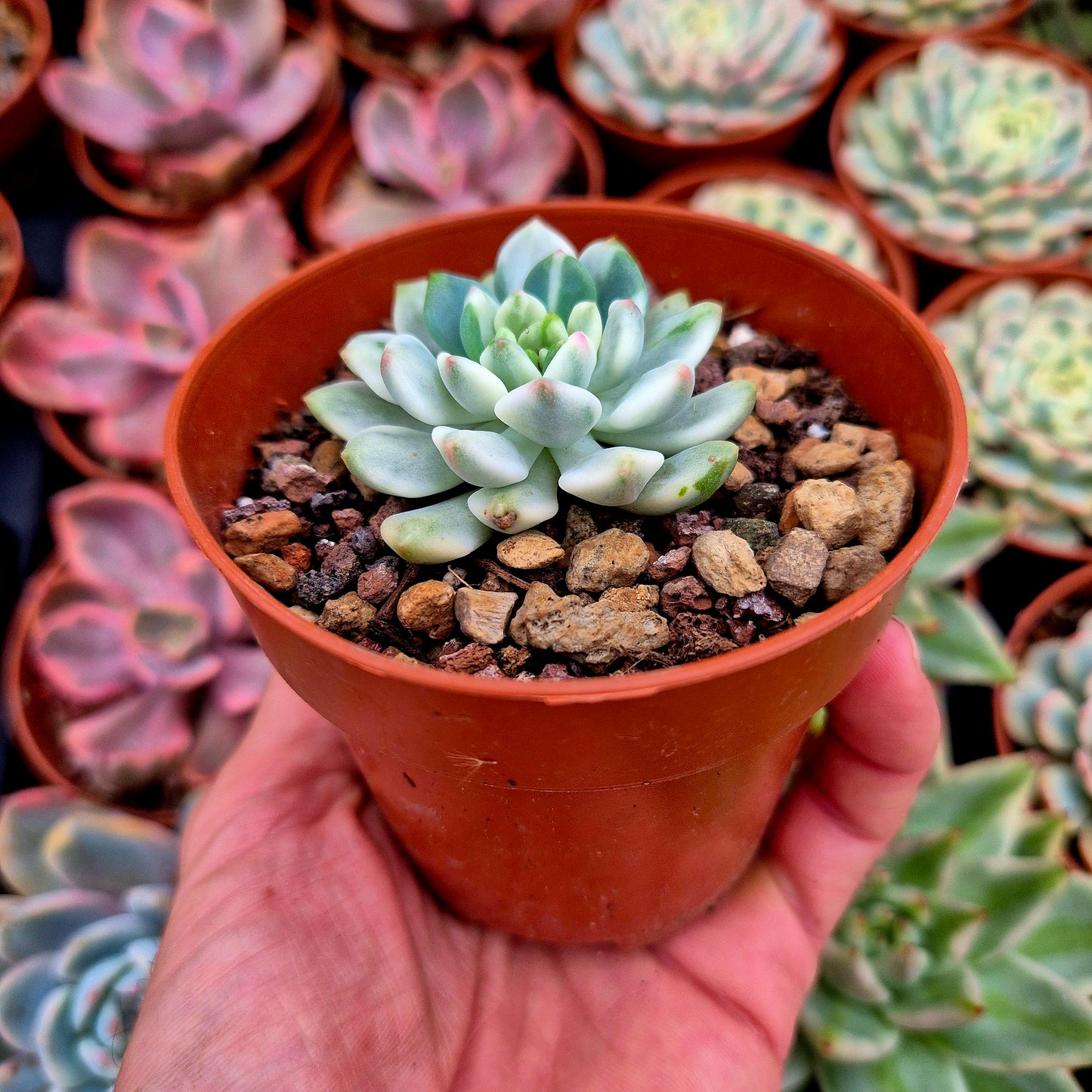 Sedeveria "Elfo Blu" variegata