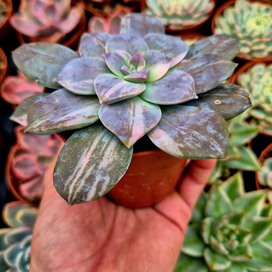 Graptopetalum superbum variegado
