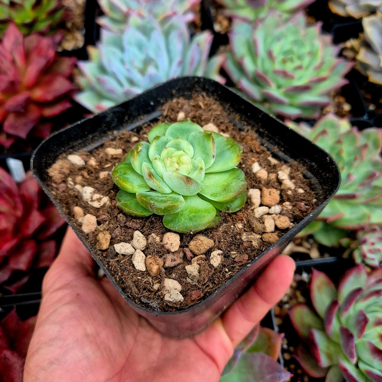 Echeveria "Daiquiri"