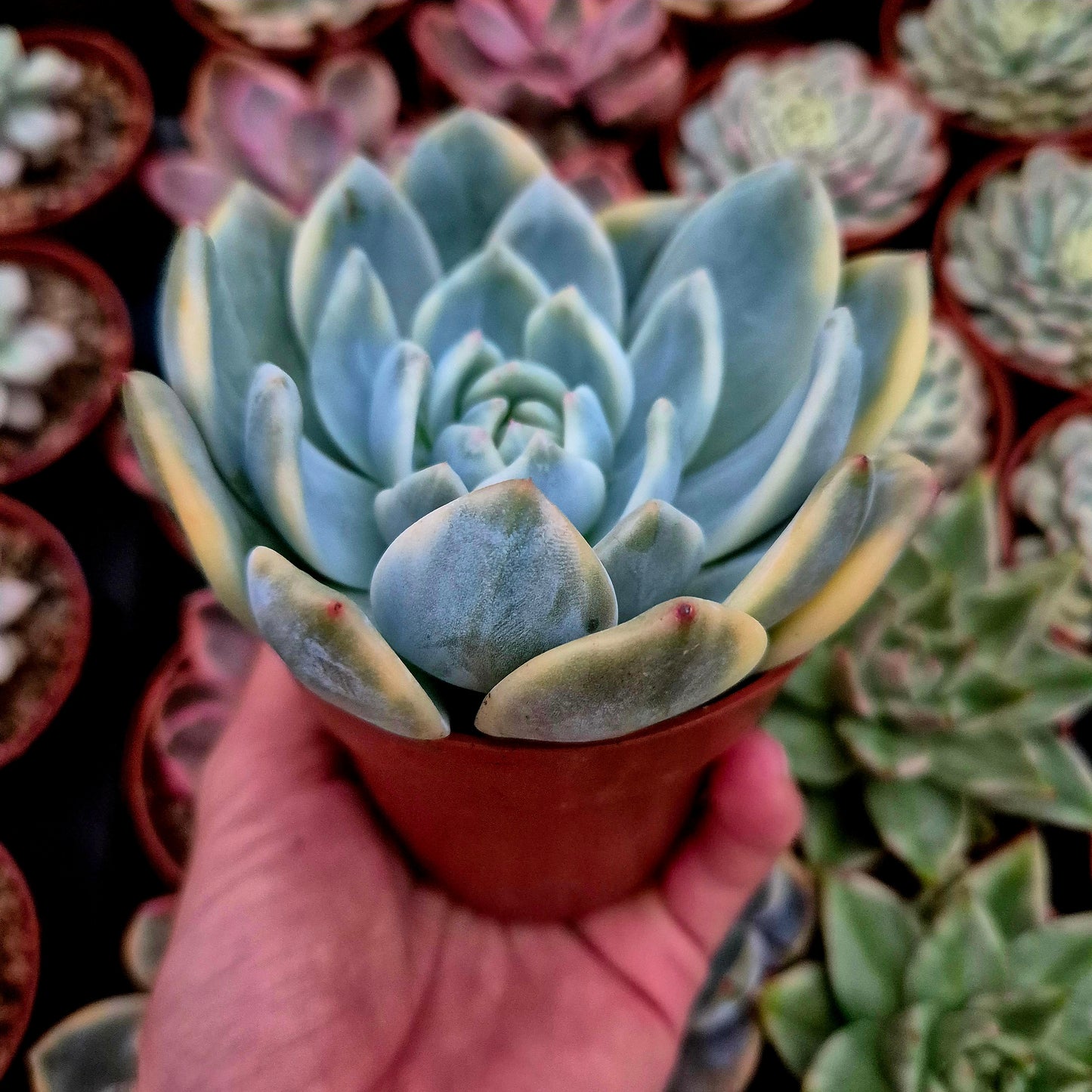Echeveria "Monroe" variegata
