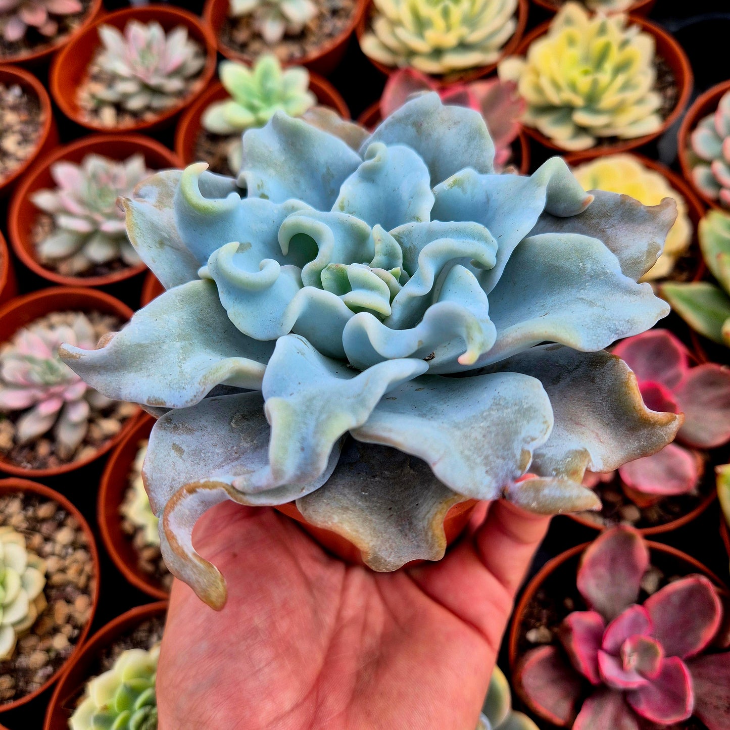 Echeveria "Queen Crown"