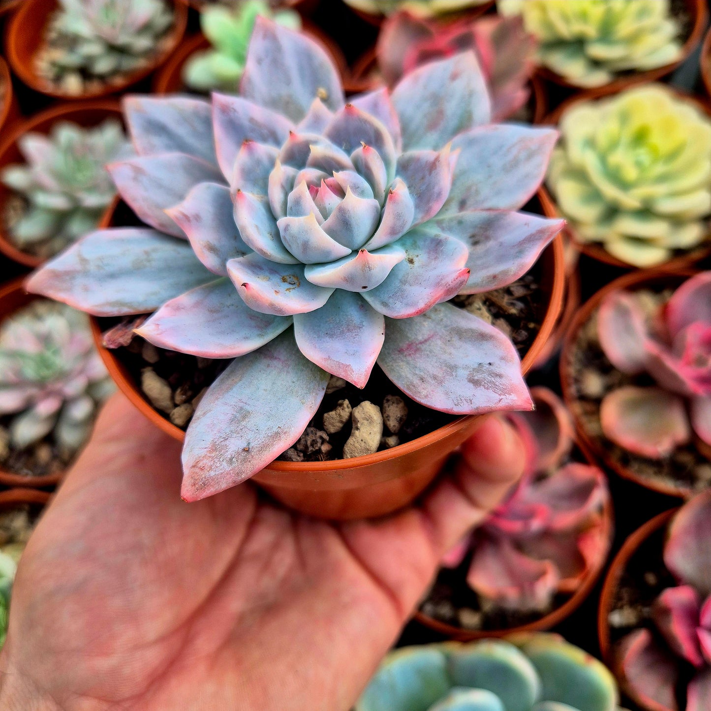 Echeveria "Blue Bird" variegada