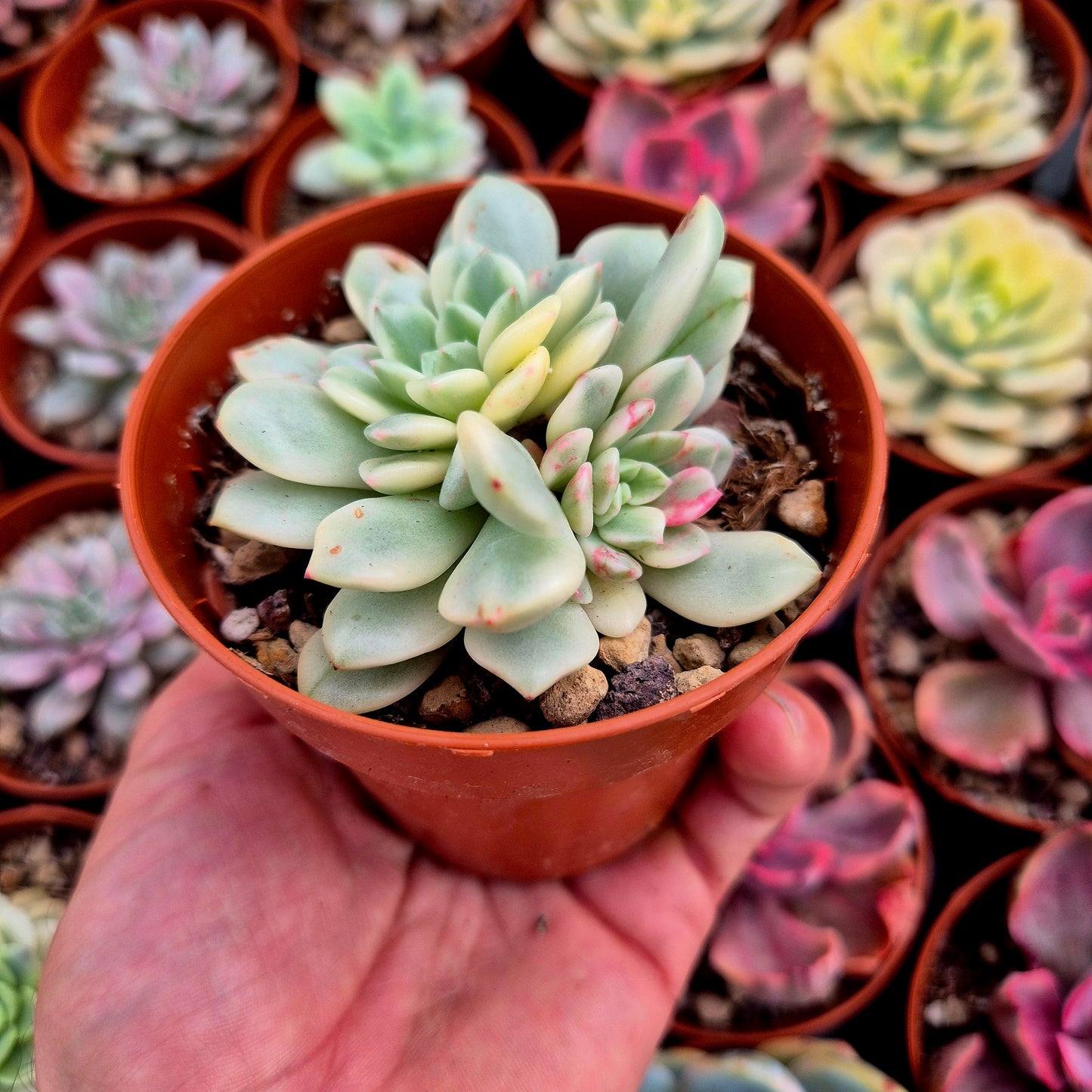Sedeveria "White Ruby" variegada