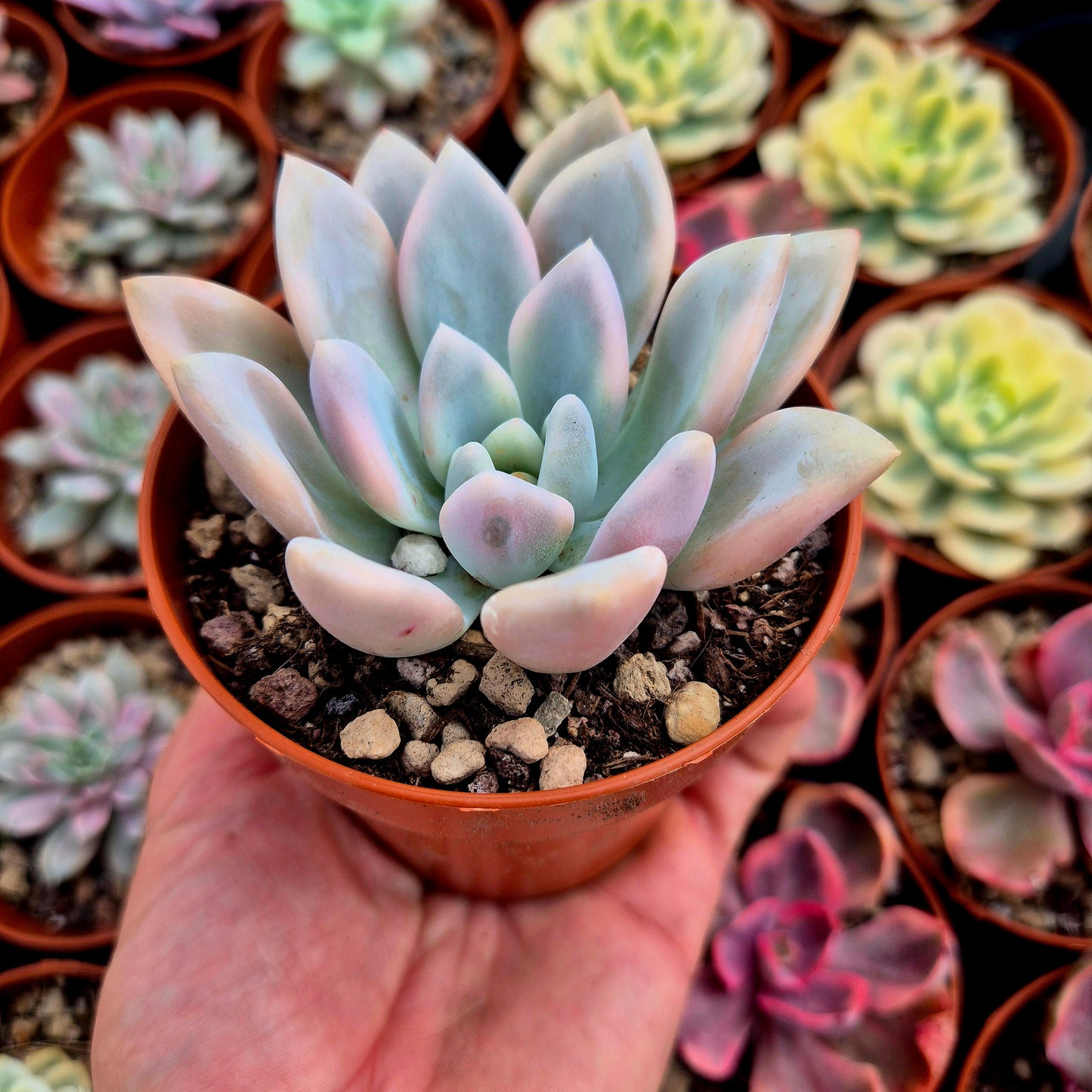 Graptoveria "Opalina" variegada