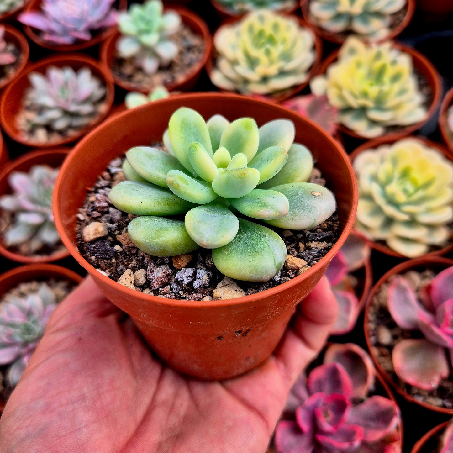 Graptosedum "Luoshen" variegato