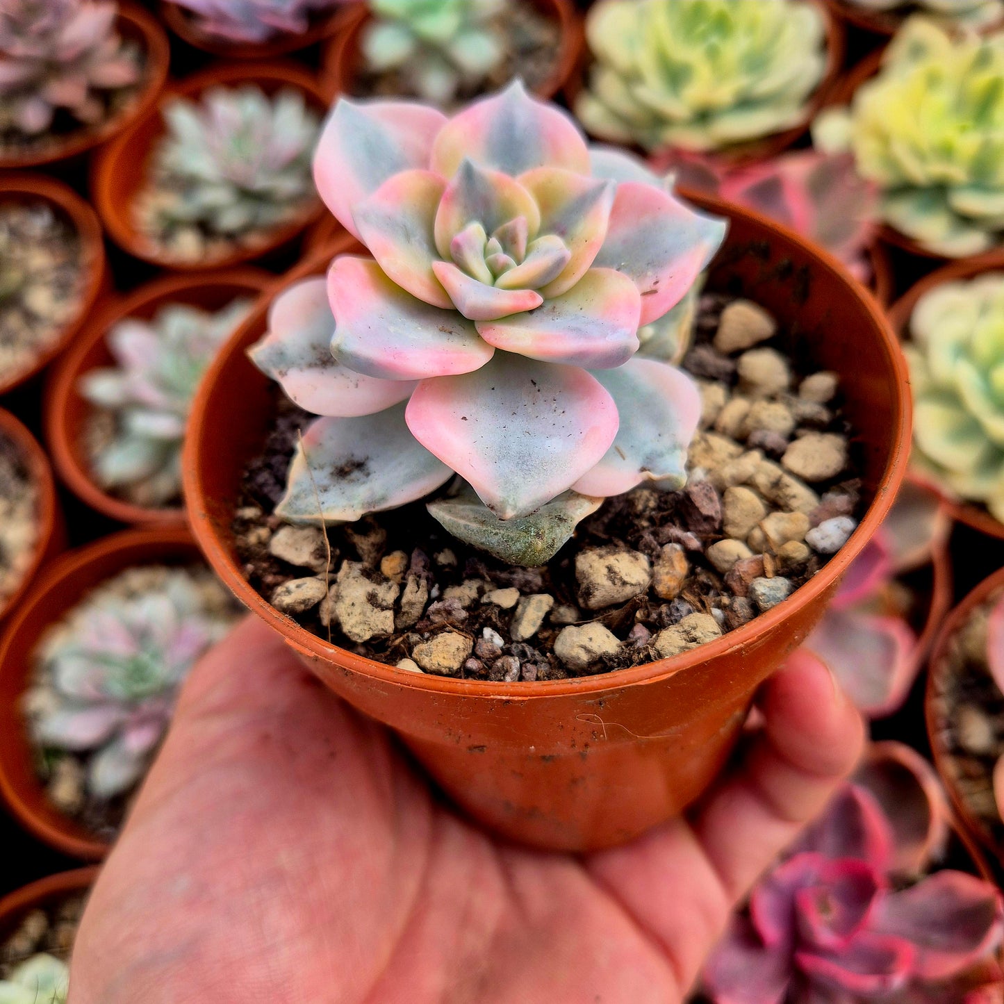 Graptopetalum "Biancaneve" rosa variegato