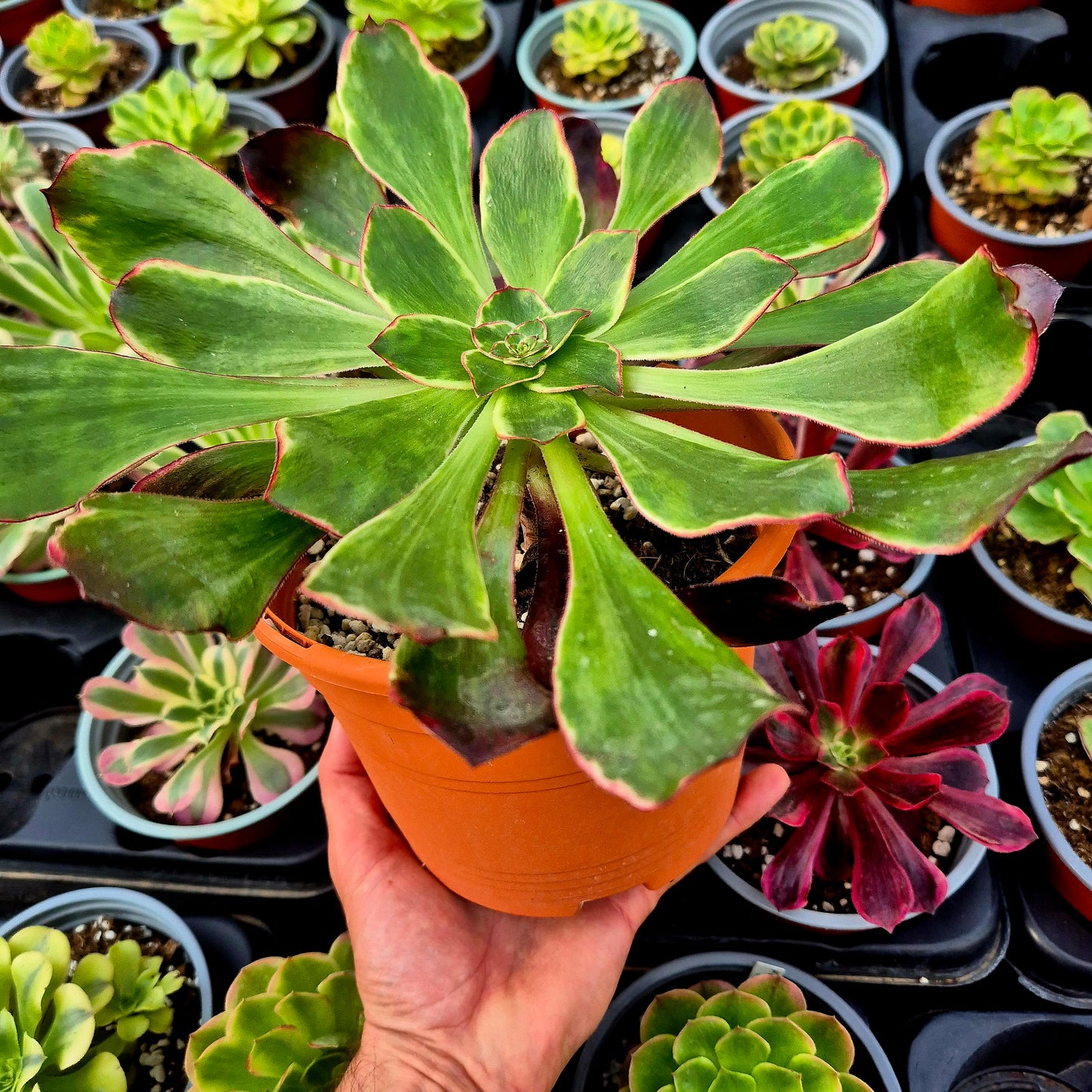 Aeonium "Voodoo Silk Green" variegado