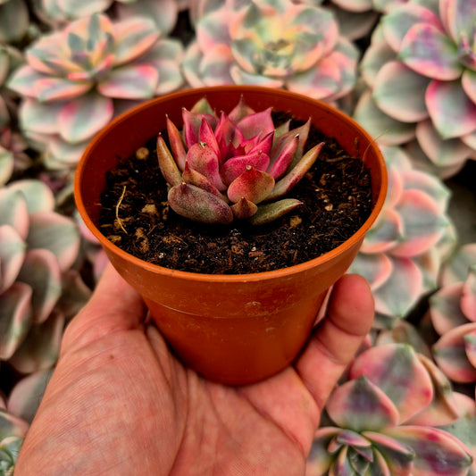 Echeveria "Flaming Mountain" variegada