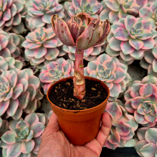 Echeveria "Xixan" variegada