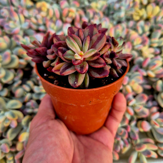 Echeveria "Rezry" variegada