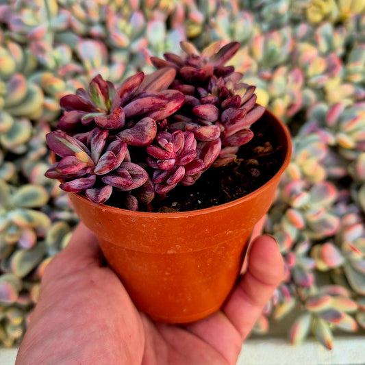 Echeveria "Rezry" variegada