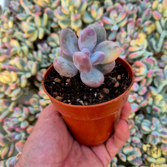 Pachyphytum oviferum variegado