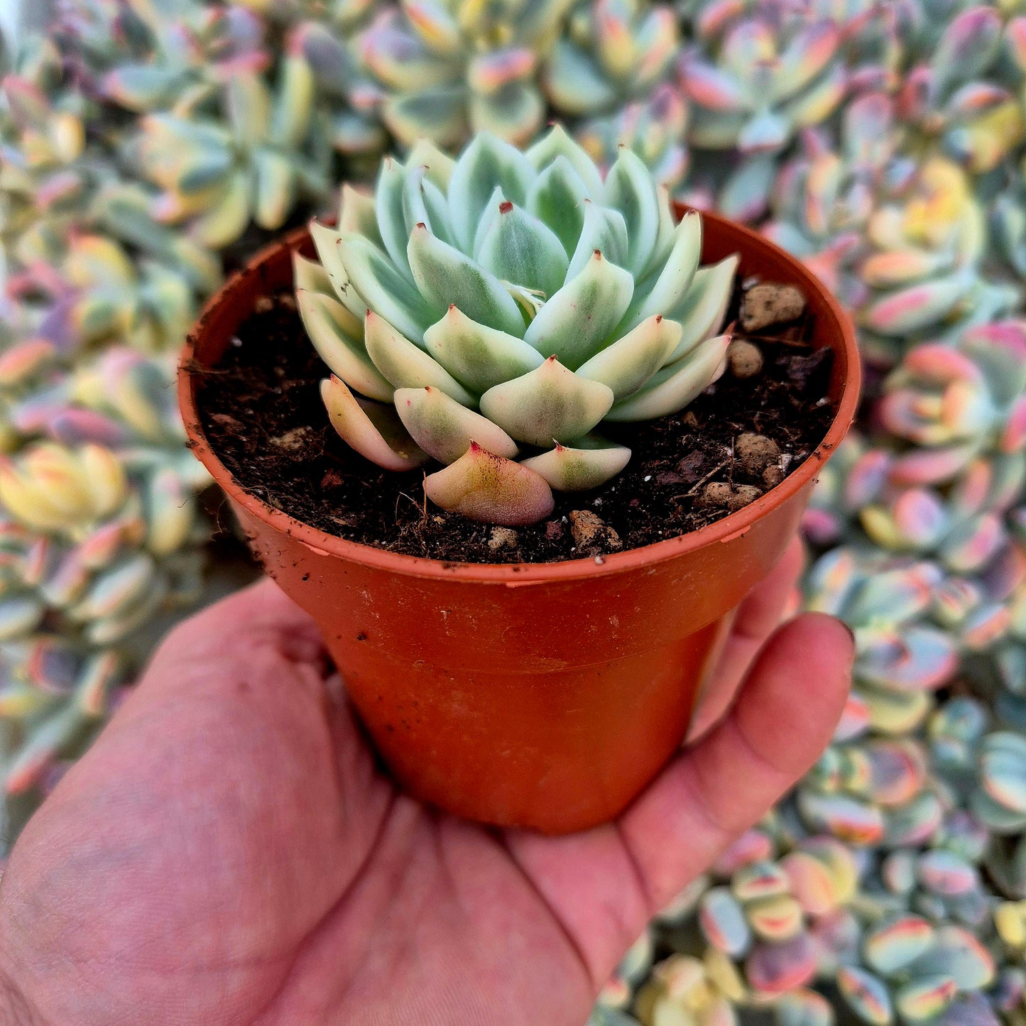 Echeveria "Butterfly Flying" variegada