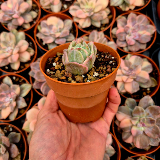 Graptoveria "Lovely Rose" variegada