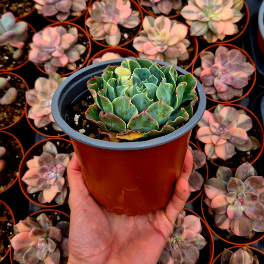 Echeveria "Tsunami" variegada