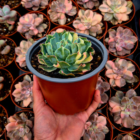 Echeveria "Tsunami" variegada