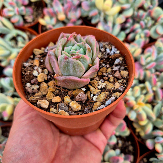 Graptoveria "Lovely Rose" variegada