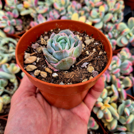 Graptoveria "Lovely Rose" variegada