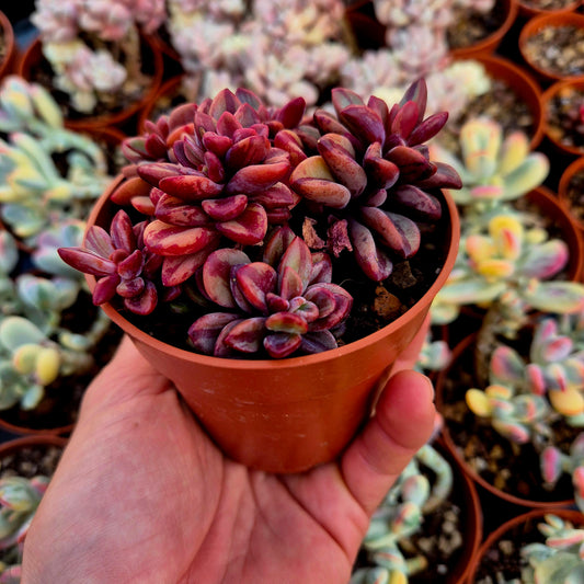 Echeveria "Rezry" variegada