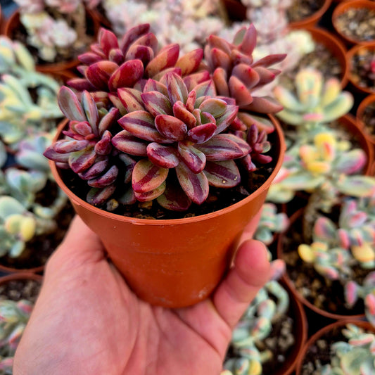 Echeveria "Rezry" variegada